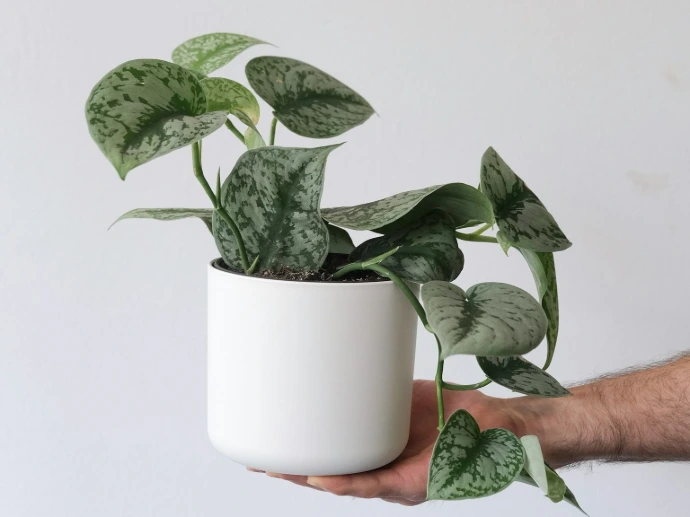 a hand holding a potted plant