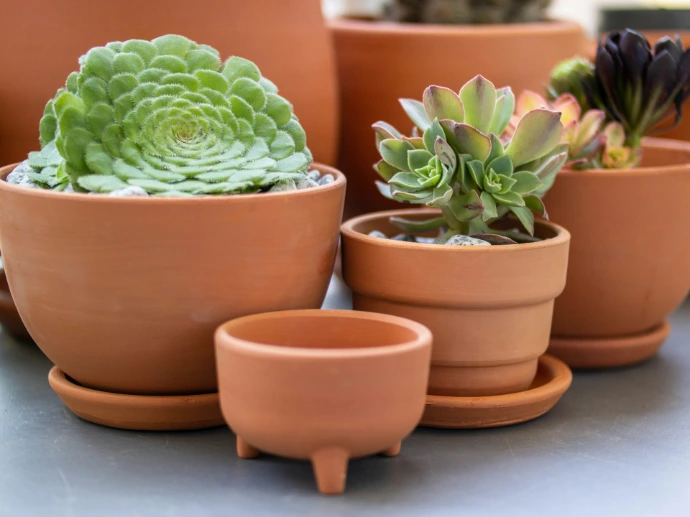 a group of potted plants sitting on top of a table