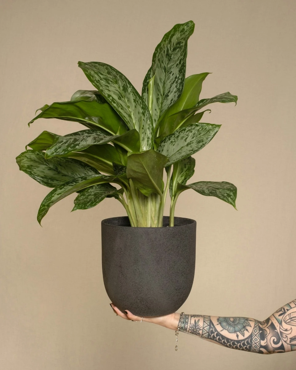 a person holding a potted plant in their hand