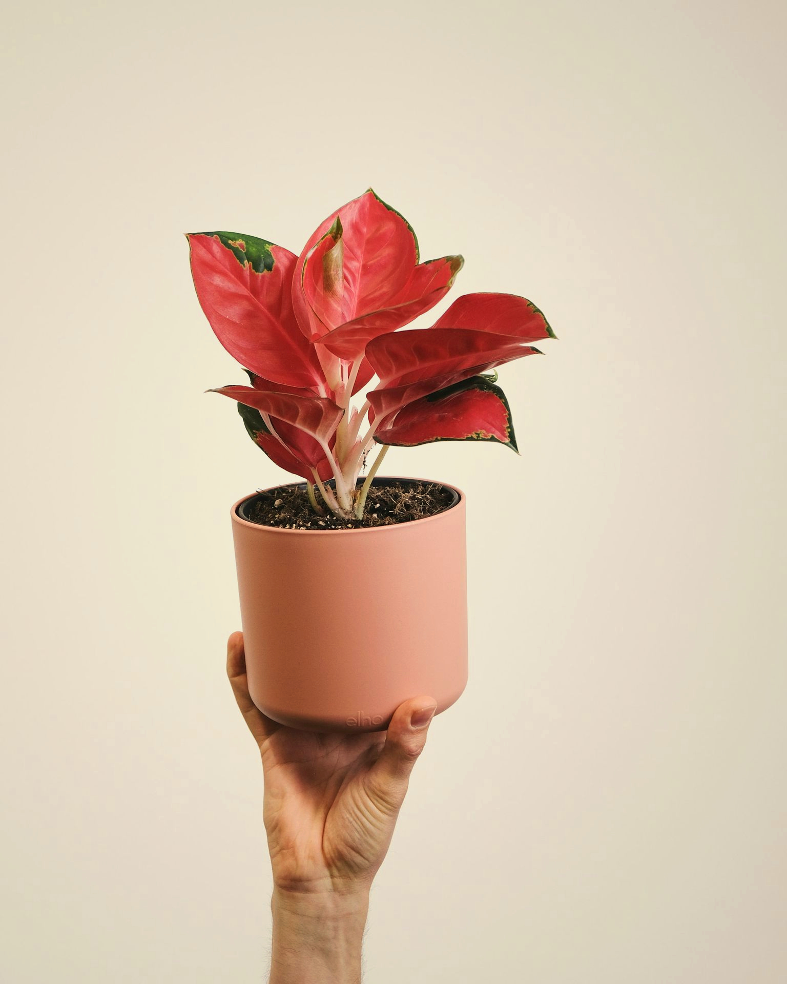 a hand holding a potted aglaonema plant