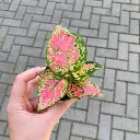 1000192450.webp