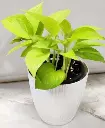 1000192474.webp