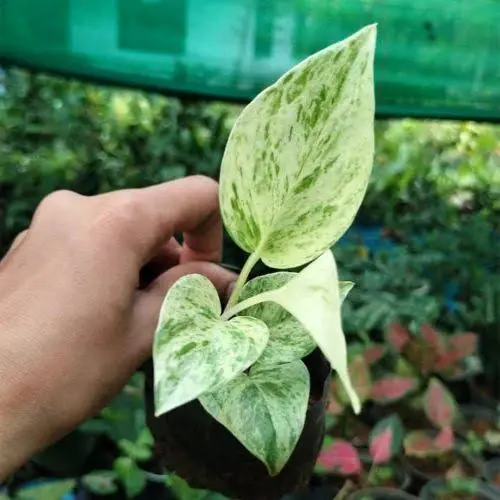 Marble queen