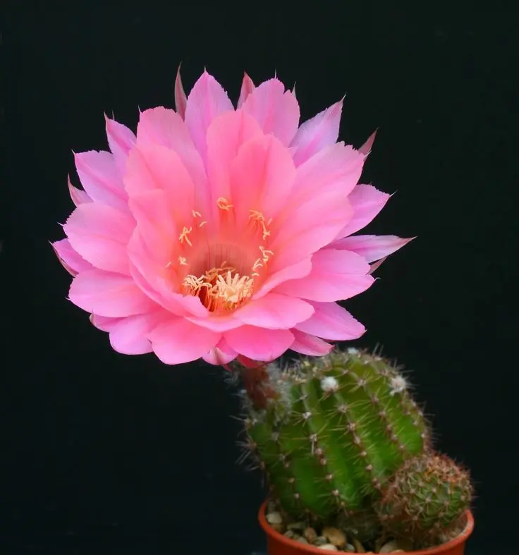 Echinopsis sierra skyline