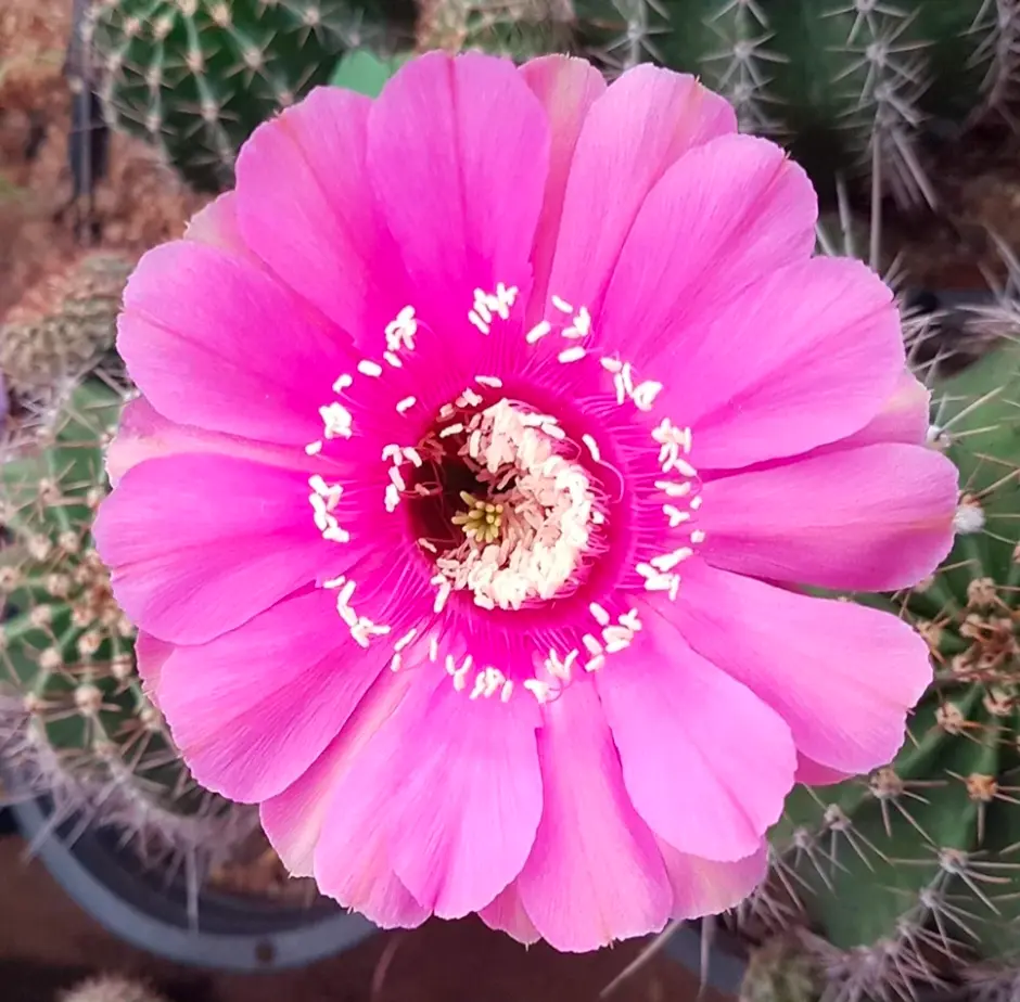 Echinopsis Syncopation Vibrant Pink