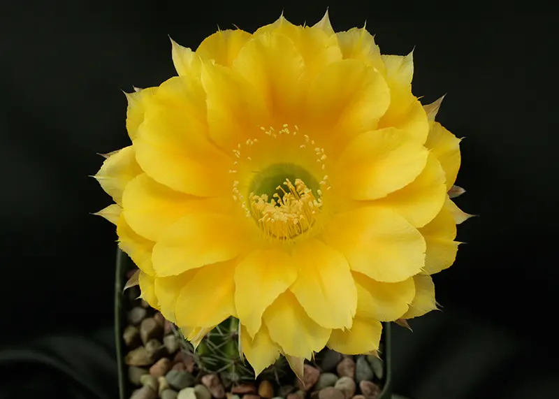 Echinopsis yellow hybrid