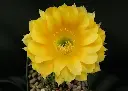 Echinopsis yellow hybrid