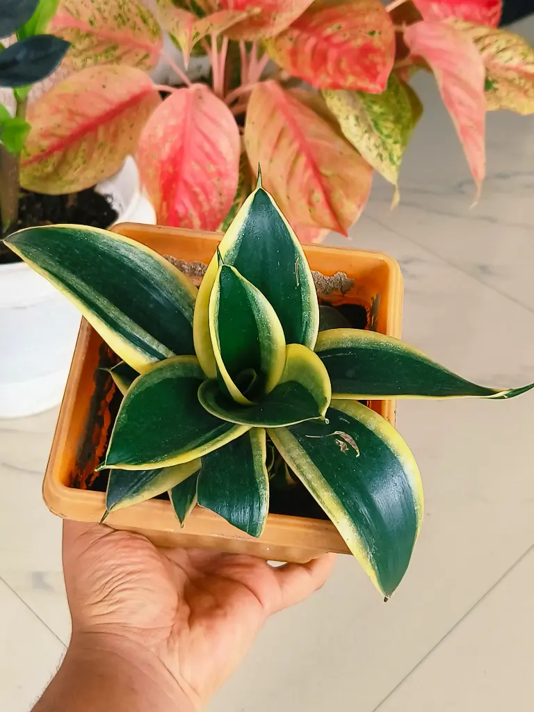 Sensaveria deep green | Rare