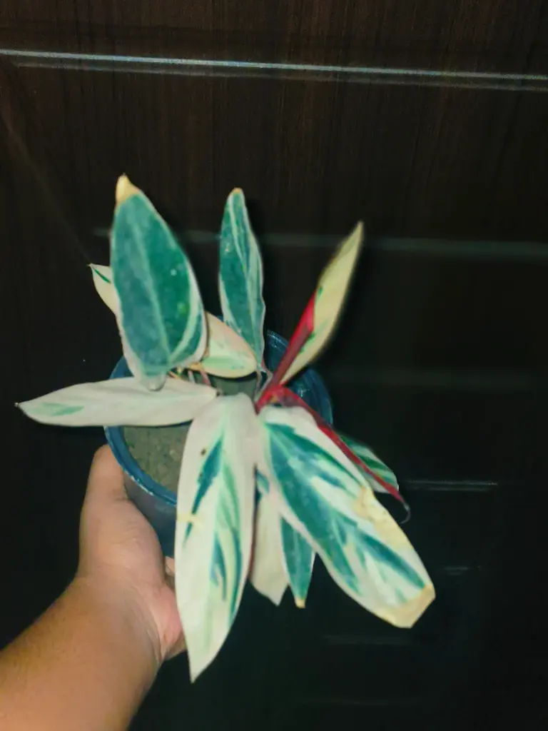 Stromanthe sanguinea 'Triostar'