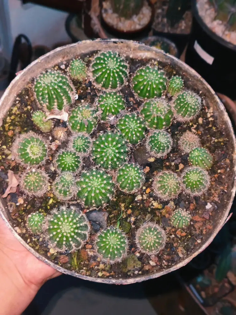 Echinopsis hybrid seedlings