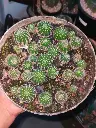 Echinopsis hybrid seedlings