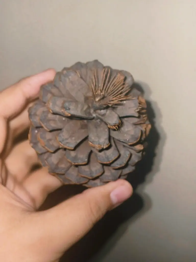Pine plant Fruit