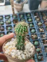 Grafted trichocereus hybrid