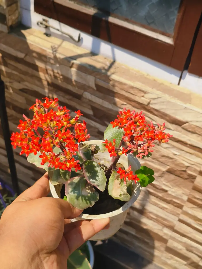 Veriegated kalanchoe red