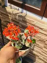 Veriegated kalanchoe red