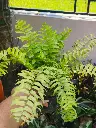 Nephrolepis biserrata [ sword fern ]