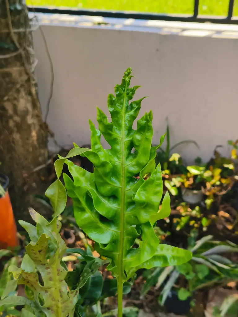 Microsorum scolopendria fern