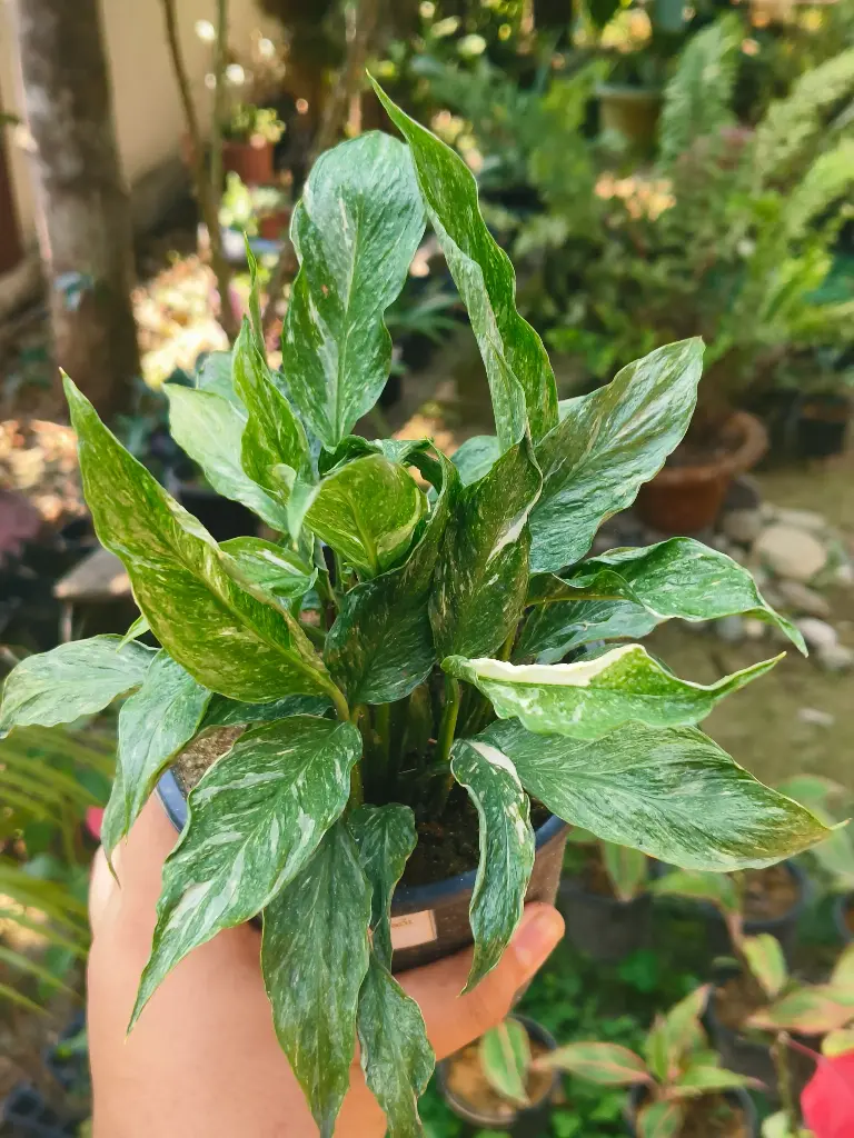 Veriegated peace lily