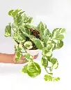 Enjoy Money plant