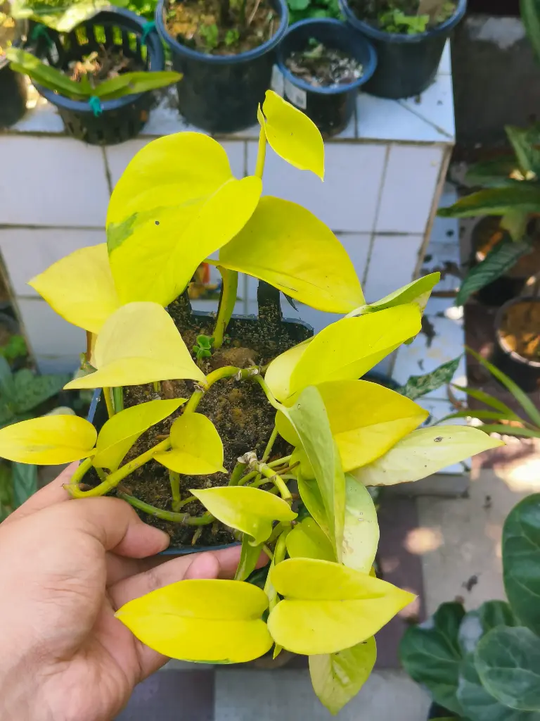 Golden money plant