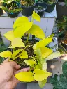 Golden money plant