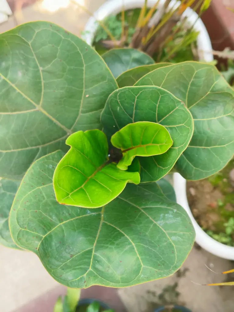 Fiddle leaf plant