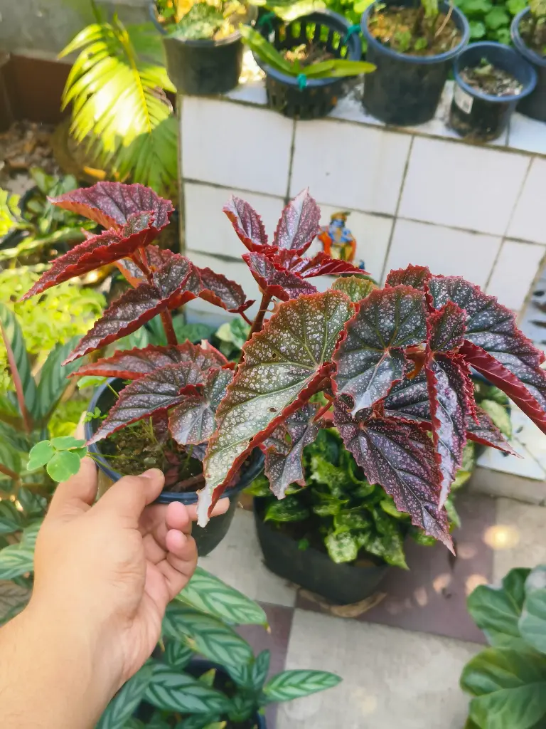 Painted-leaf begonia