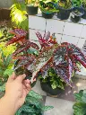 Painted-leaf begonia