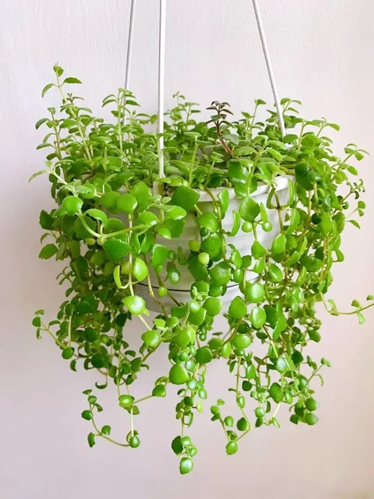Tangled heart
