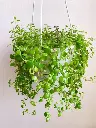 Tangled heart