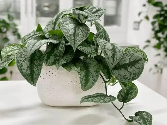 Silver pothos