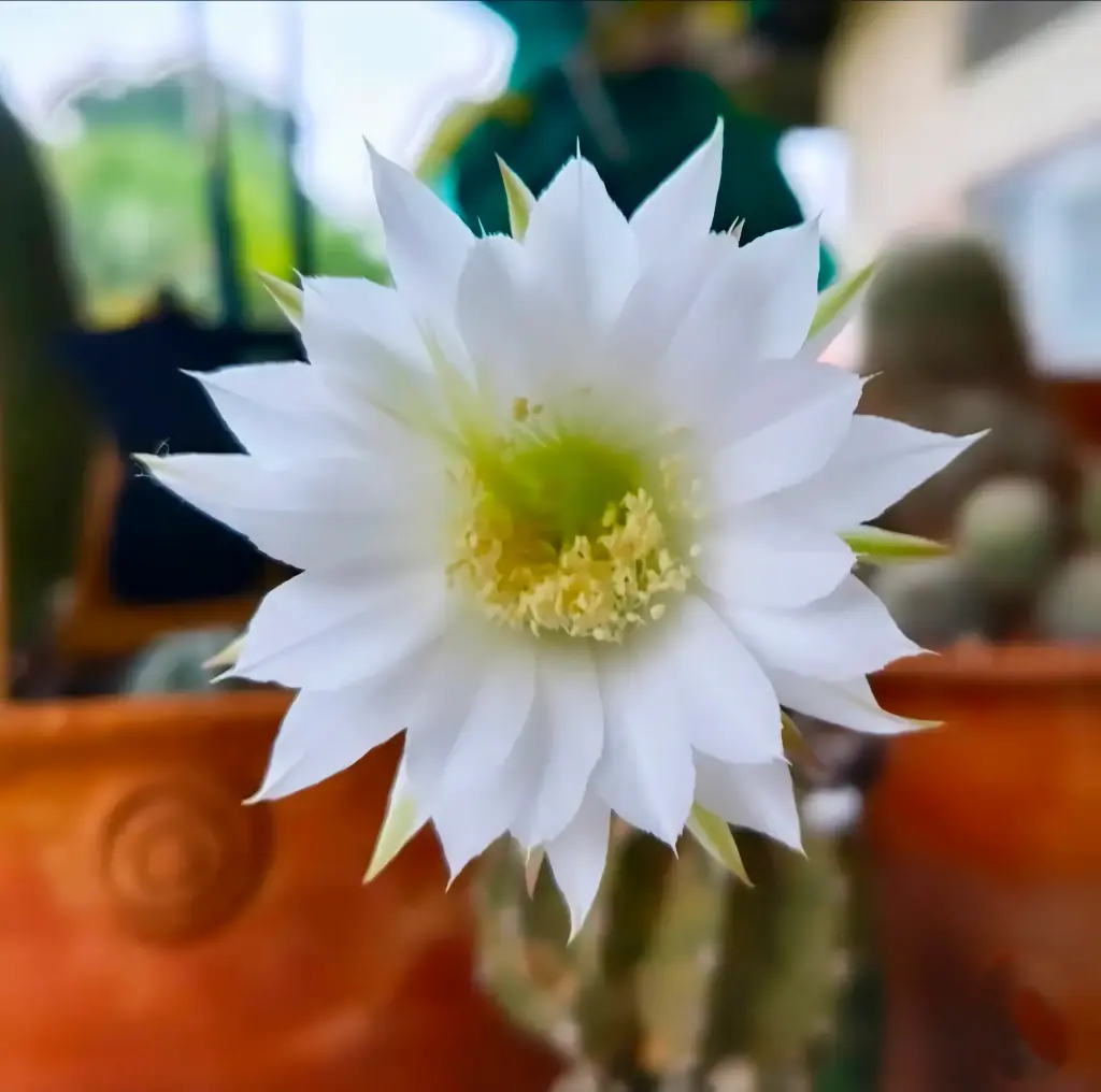 Echinopsis Subdenudata