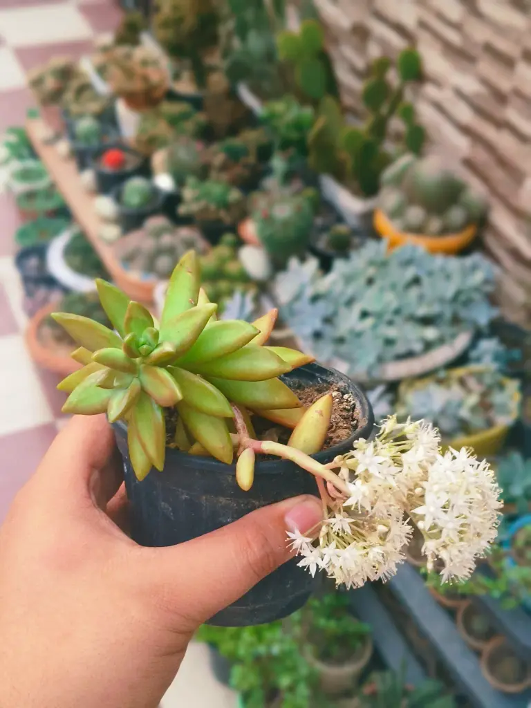 Sedum adolphi succulent