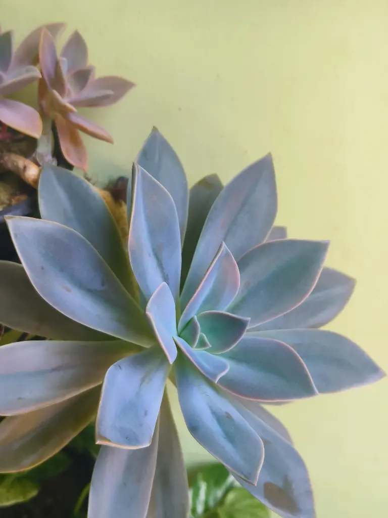 Succulent [ Ghost-plant ]