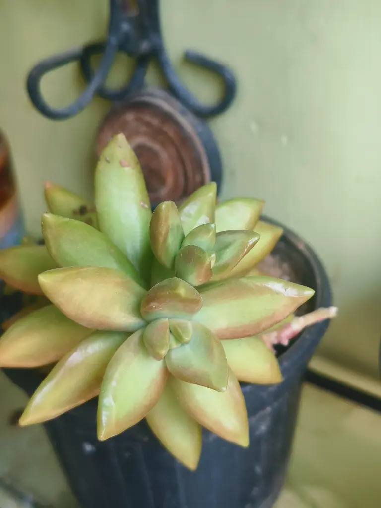 Sedum adolphi