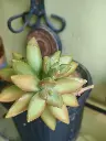 Sedum adolphi