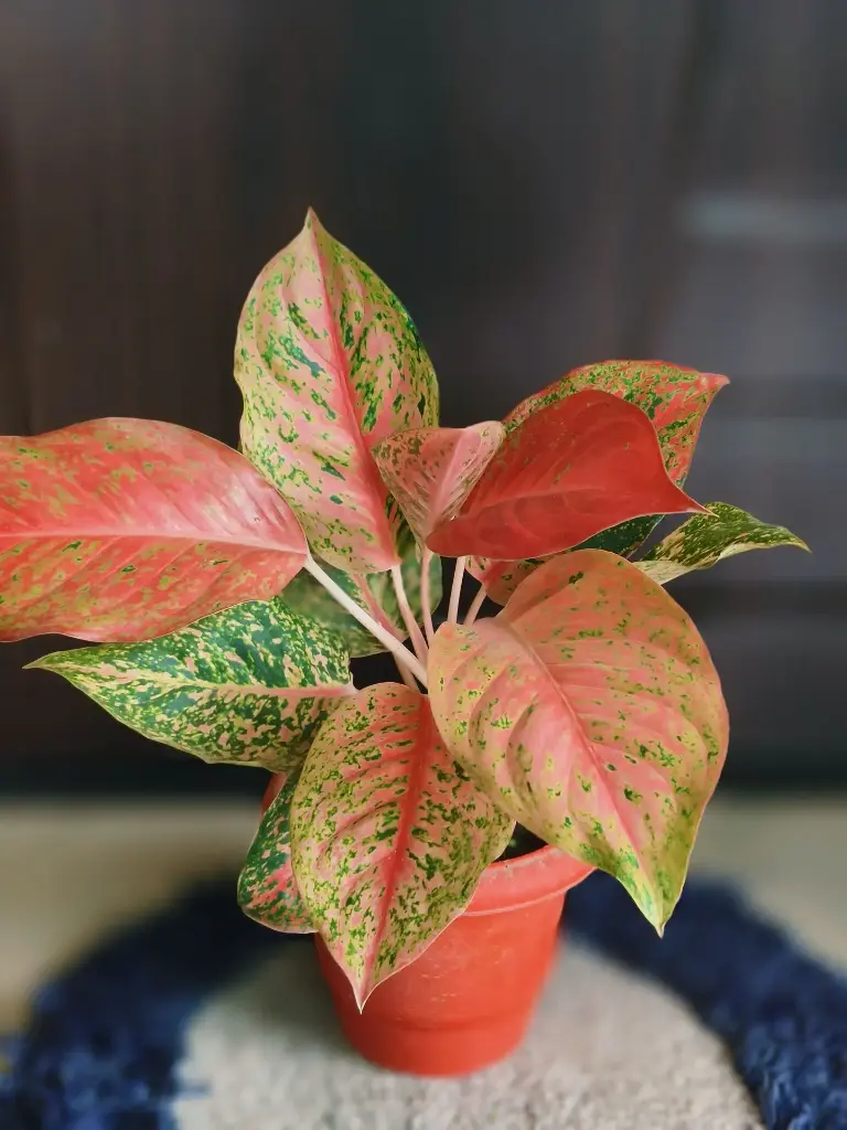 Aglaonema peach beauty (Small)