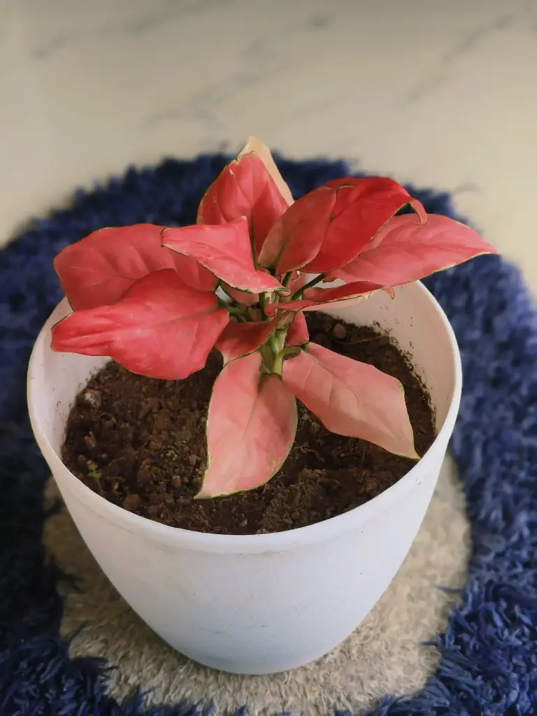 Aglaonema Deep Red