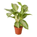 Silver Bay aglaonema