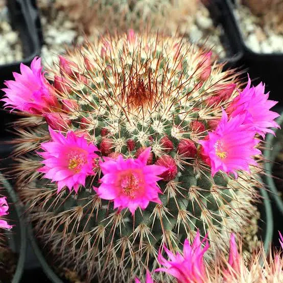 Mamillarria Spinossima (Small)