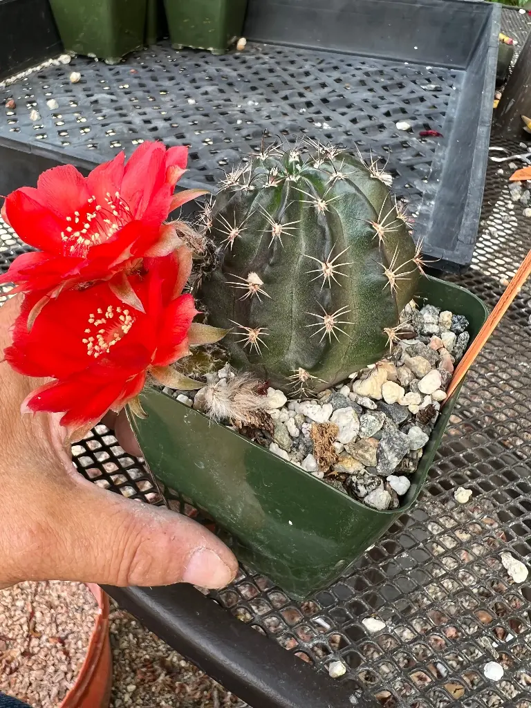 Lobivia red beauty (Small)