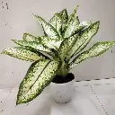Snow-white aglaonema