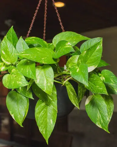 Money plant (Small)