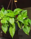 Money plant