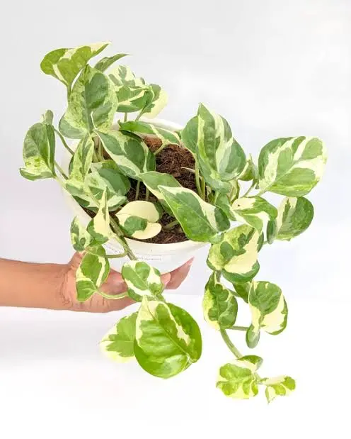 Enjoy Money plant (Small)