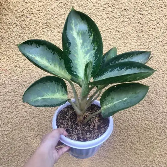 Aglaonema green bowl