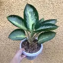 Aglaonema green bowl
