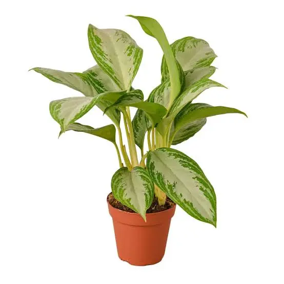Silver Bay aglaonema (Medium)