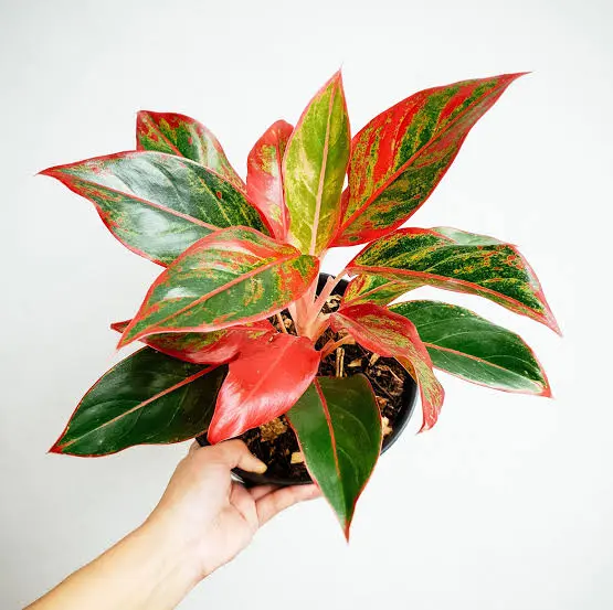 Red Lipstick aglaonema (Medium)