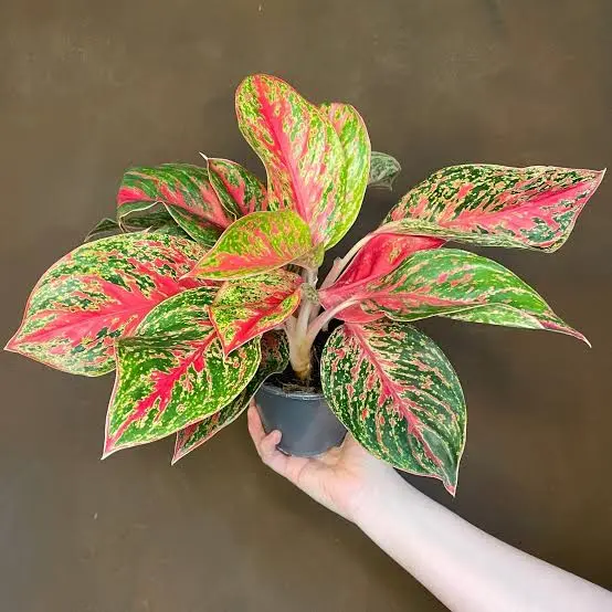 Aglaonema peach (Medium)